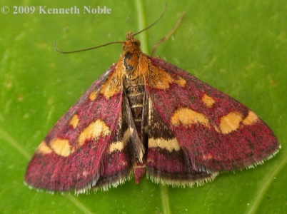 Pyrausta purpuralis - Kenneth Noble